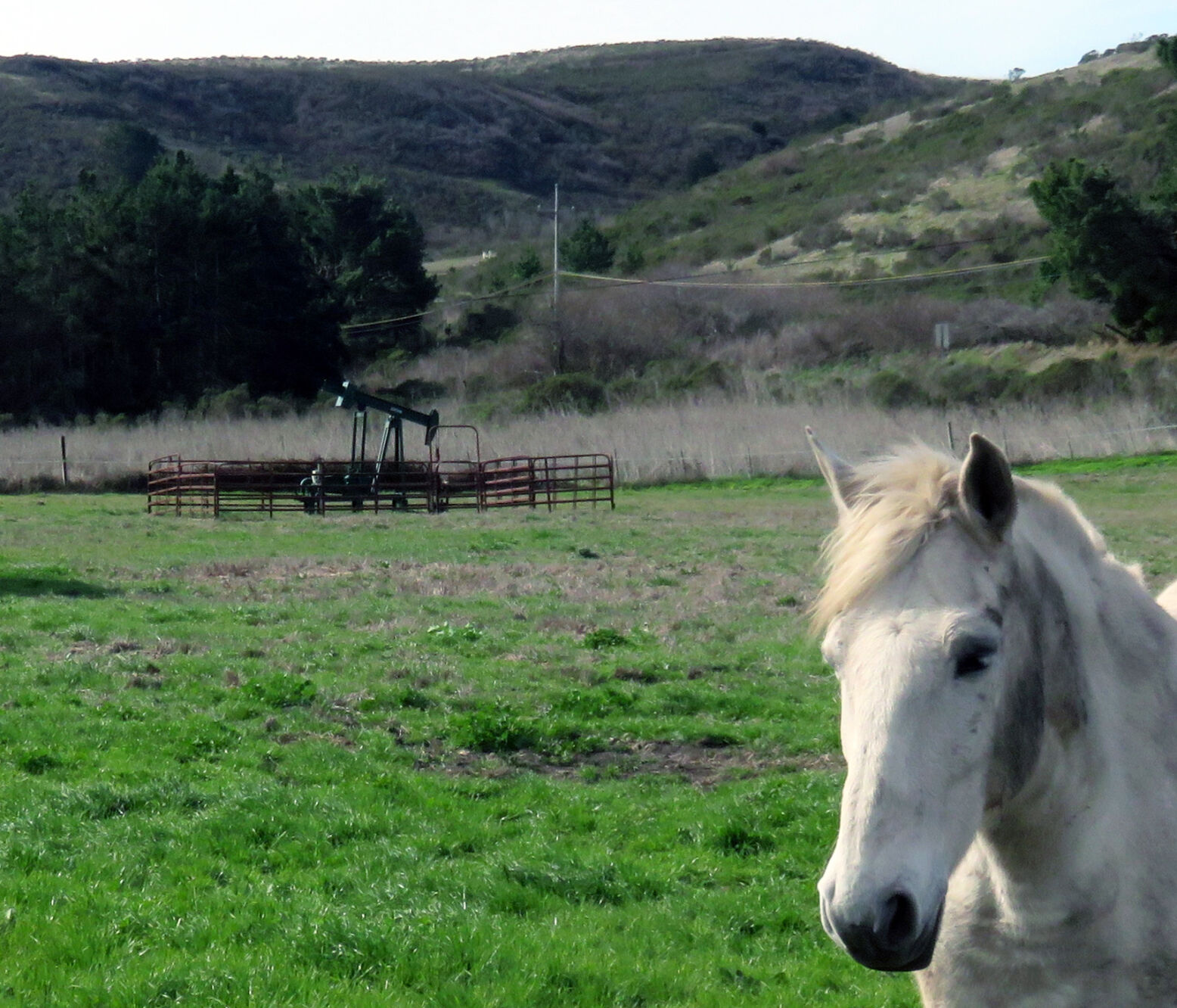 Oil Rig Horse Photobomb Pot1015